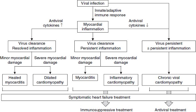 Viral Myocarditis Springerlink