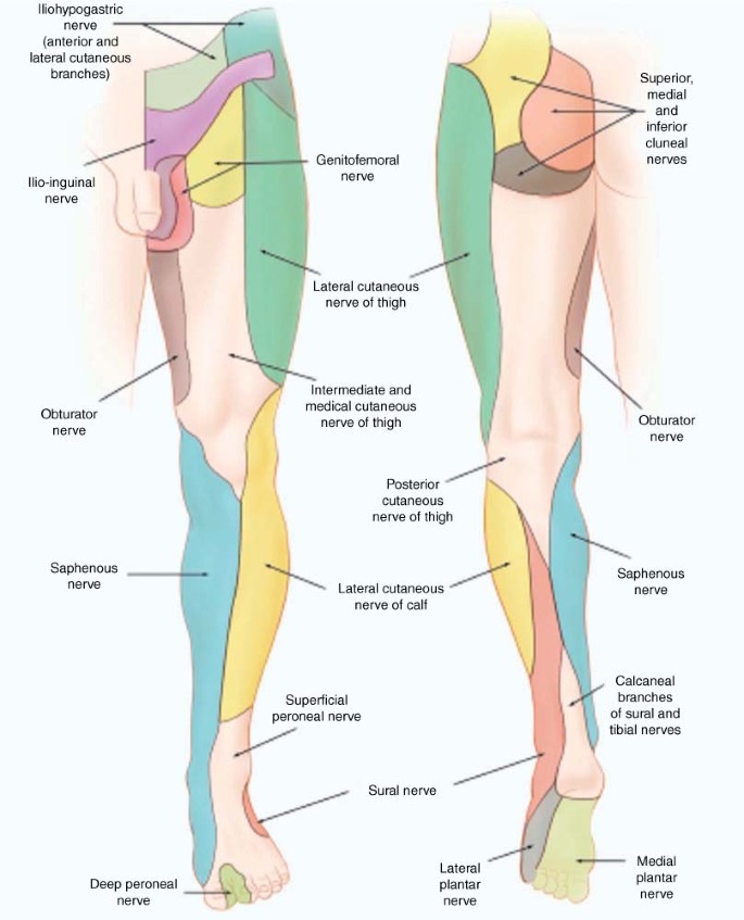 Nerve Entrapments of the Lower Leg, Ankle and Foot in Sport | SpringerLink