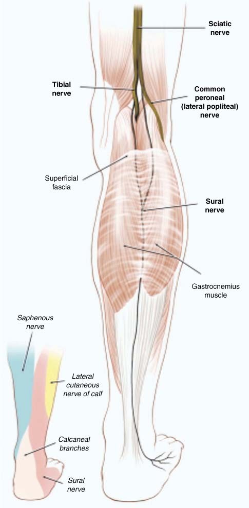 Fascias of the leg and foot: Anatomy