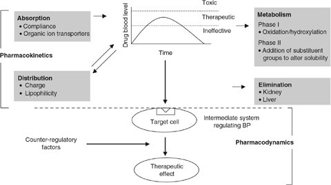 Pharmacokinetics of the most commonly used antihypertensive drugs