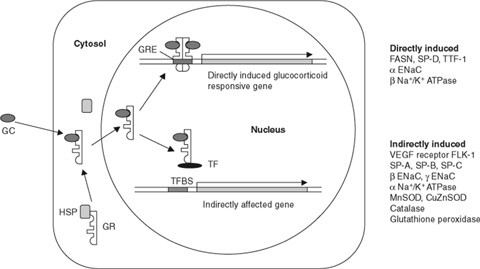 Effects Of Glucocorticoids On Fetal And Neonatal Lung Development Springerlink Effects Of Glucocorticoids On Fetal And Neonatal Lung Development Springerlink