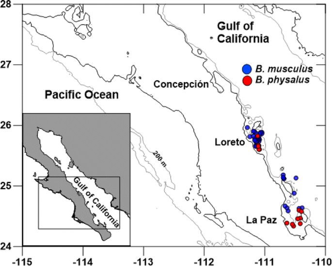 PDF) First report of a helminth infection for Bryde's whale Balaenoptera  edeni Anderson, 1878 (Cetacea, Balaenopteridae)