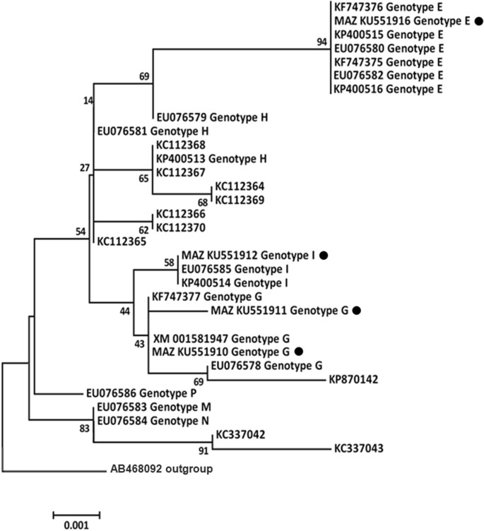 Actin Gene Based Molecular Typing Of Trichomonas Vaginalis Clinical Isolates From The North Of Iran Springerlink