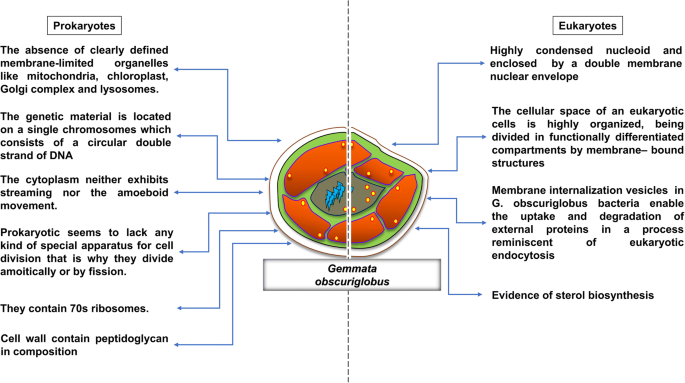 Gemmata Obscuriglobus A Connecting Link Between Prokaryotic And Eukaryotic Cell Springerlink