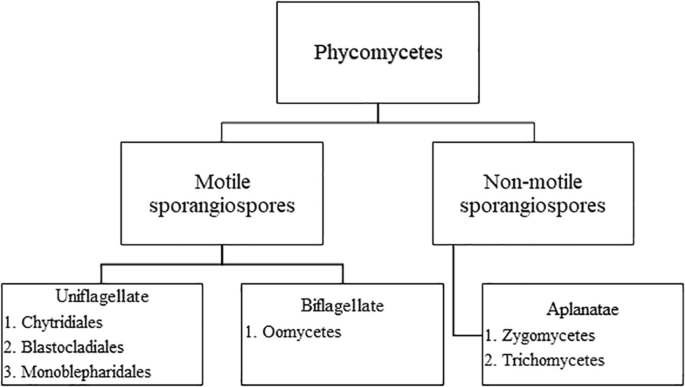 paraziták saprophytes holozoa