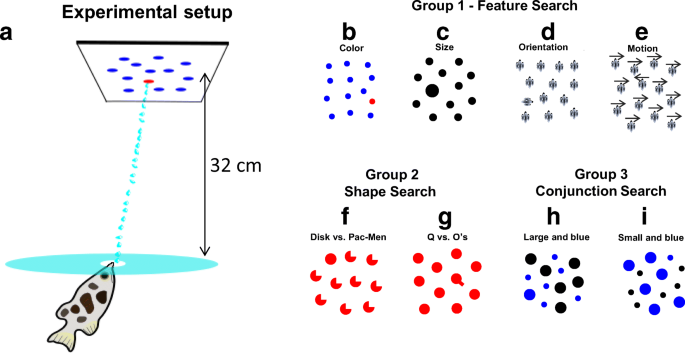 Feature Integration Theory In Non Humans Spotlight On The Archerfish Springerlink