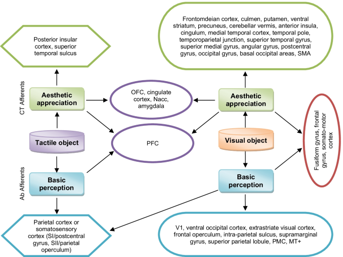 Do We Enjoy What We Sense And Perceive A Dissociation Between Aesthetic Appreciation And Basic Perception Of Environmental Objects Or Events Springerlink