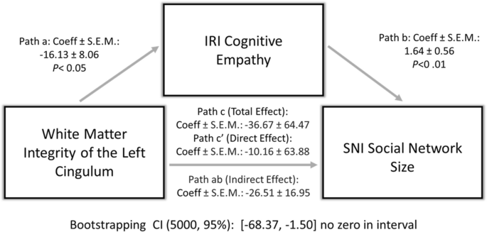 Social network size, empathy, and white matter: A diffusion tensor ...