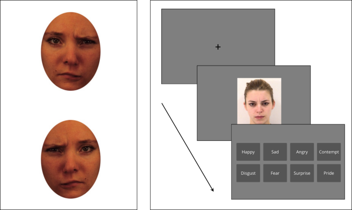 Right-hemisphere lateralisation evidenced from the chimeric face task ...