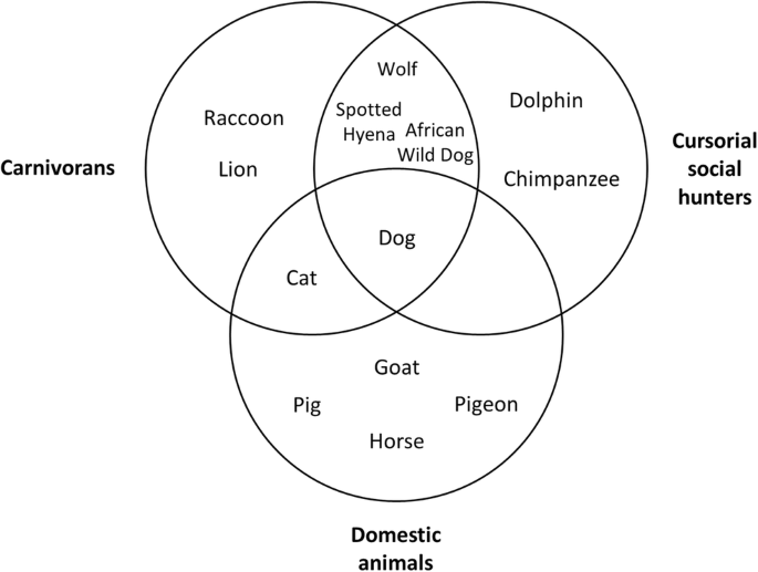 In what sense are dogs special? Canine cognition in comparative context |  SpringerLink