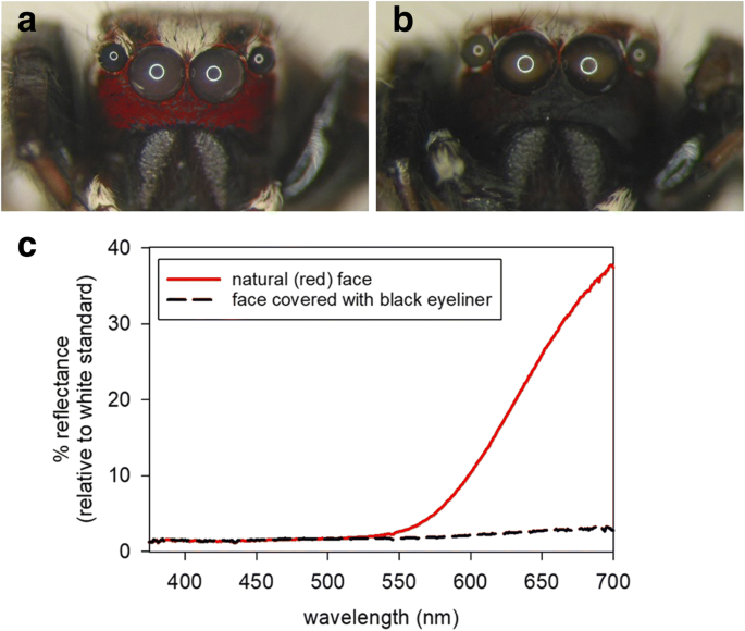 Influence Of Seeing A Red Face During The Male Male Encounters Of Mosquito Specialist Spiders Springerlink