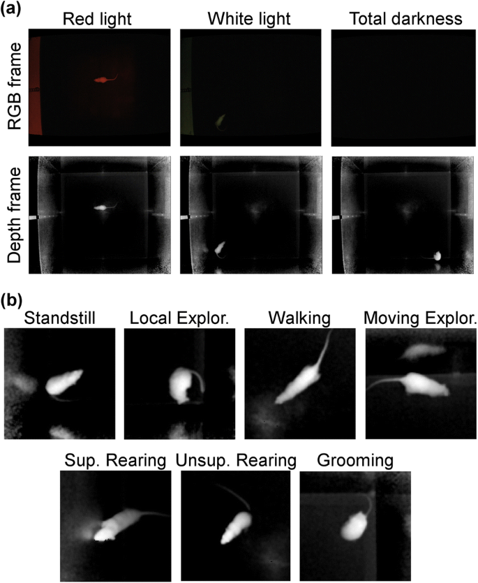 Three-dimensional unsupervised probabilistic pose reconstruction (3D-UPPER)  for freely moving animals