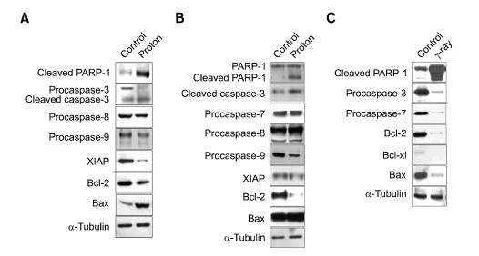 Low Energy Proton Beam Induces Tumor Cell Apoptosis Through