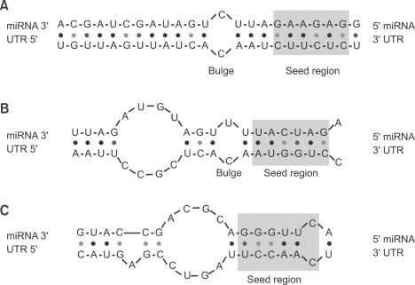 Got Target Computational Methods For Microrna Target Prediction And Their Extension Experimental Molecular Medicine