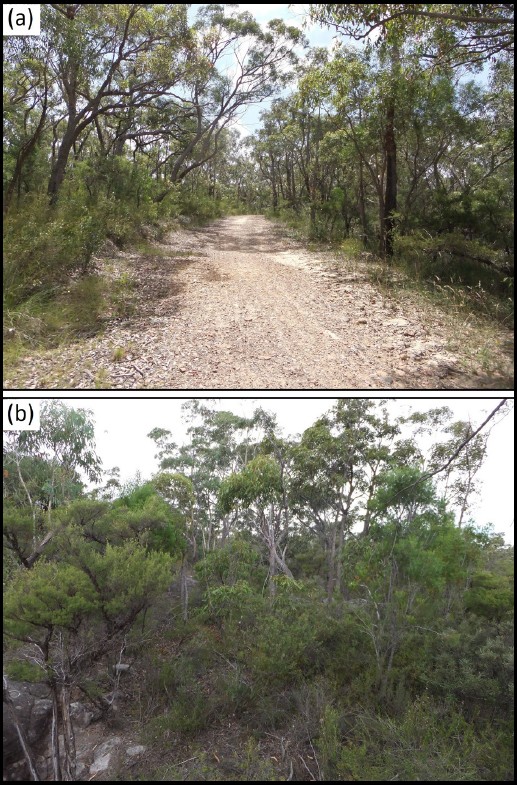 Ecological Impacts of Fire Trails on Plant Assemblages in Edge Habitat  Adjacent to Trails | Fire Ecology | Full Text