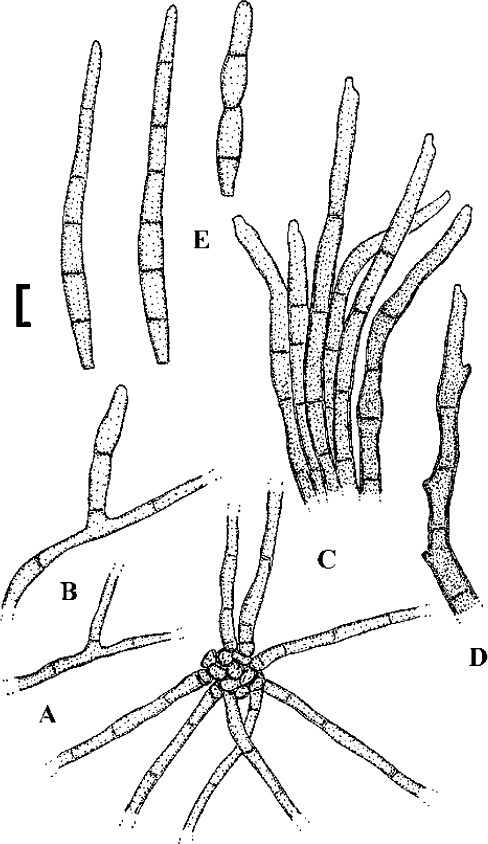 figure 28