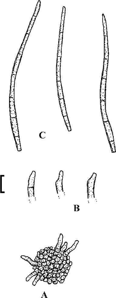 figure 32