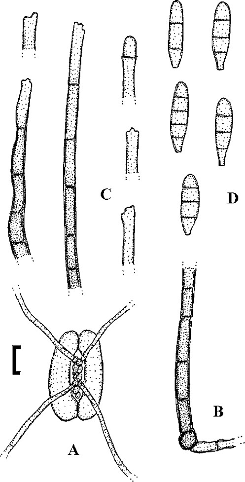 figure 37