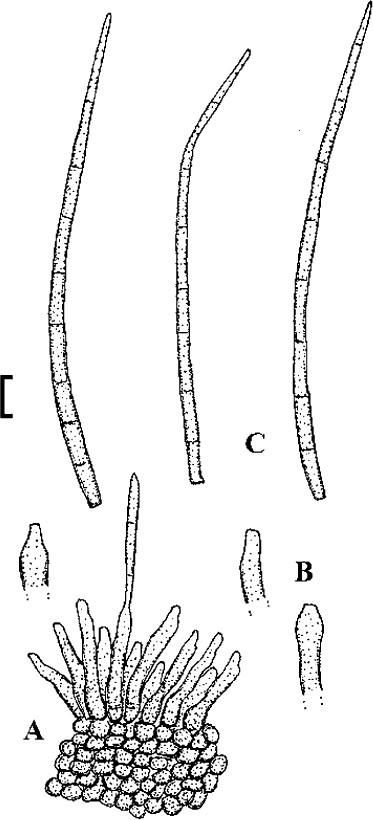 figure 43