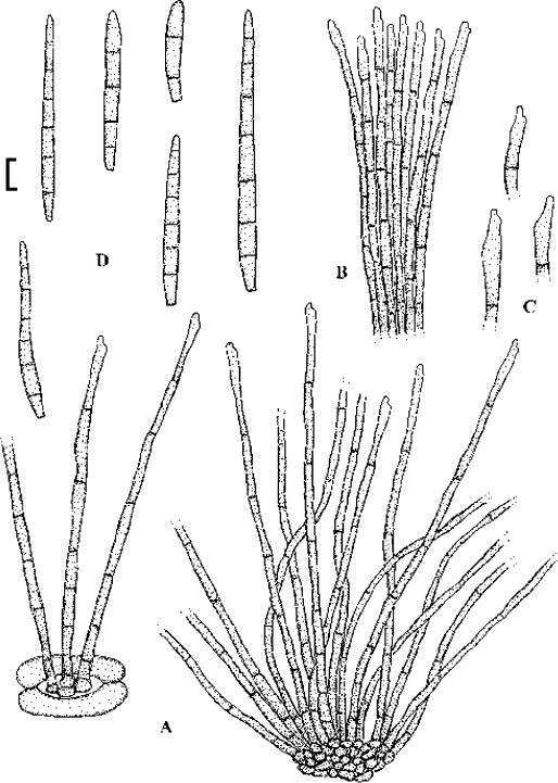 figure 49