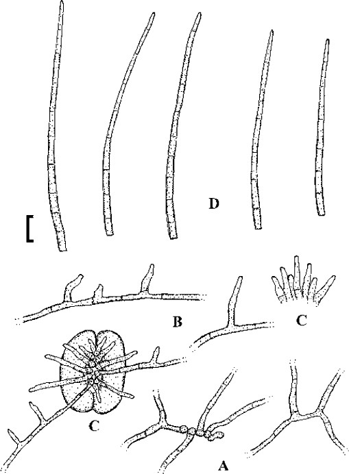 figure 53