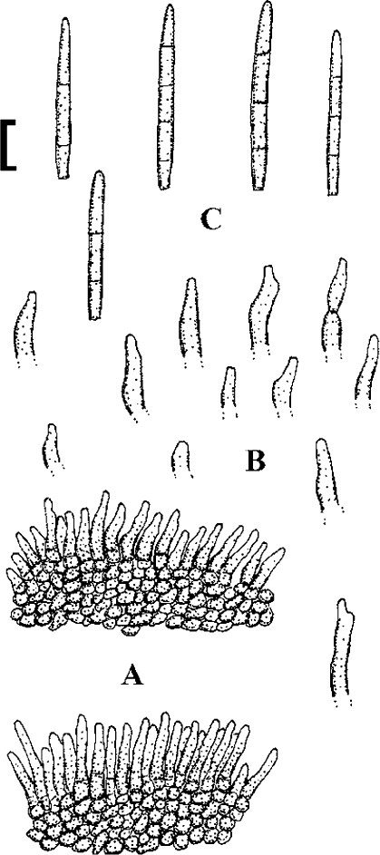 figure 61