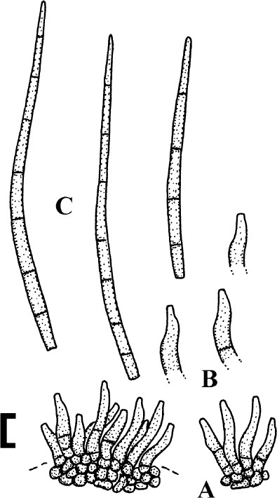 figure 116