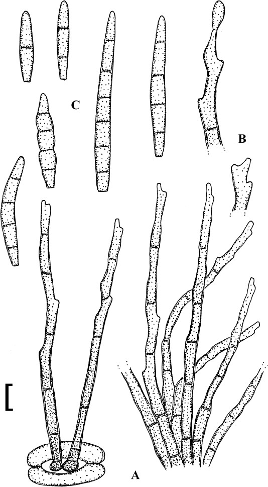 figure 135