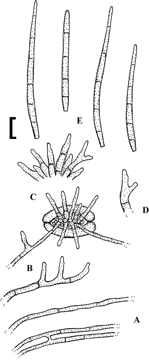 figure 150