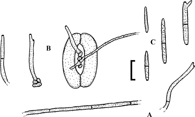 figure 152