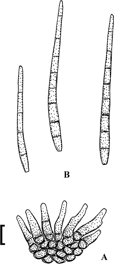 figure 182