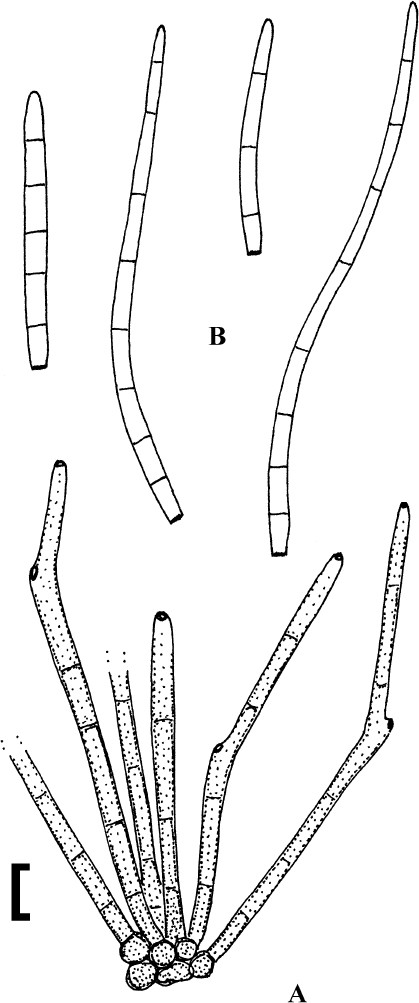 figure 21