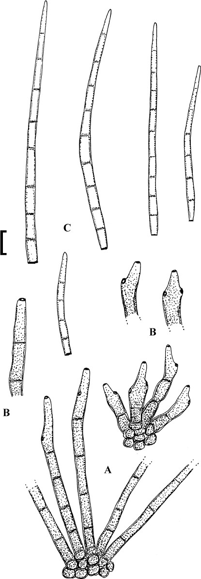 Deightoniella torulosa - Wikipedia