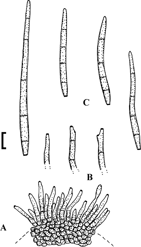 figure 25