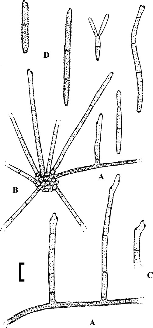 figure 34