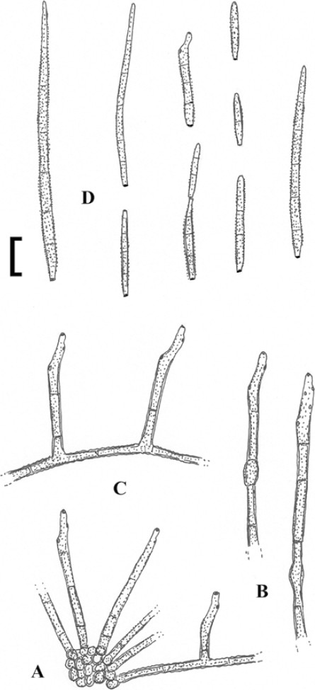 figure 36