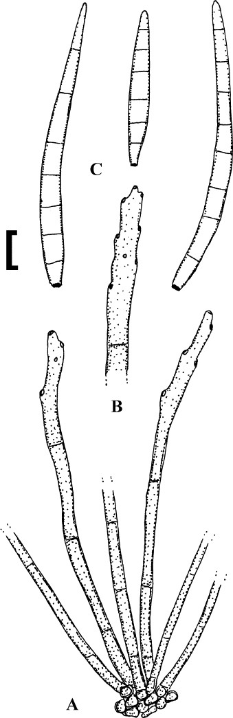 figure 40