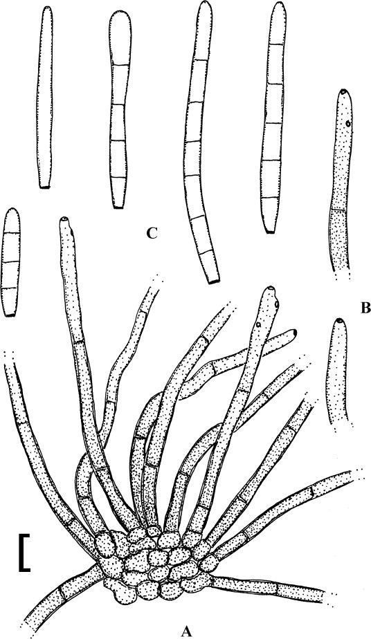 figure 51