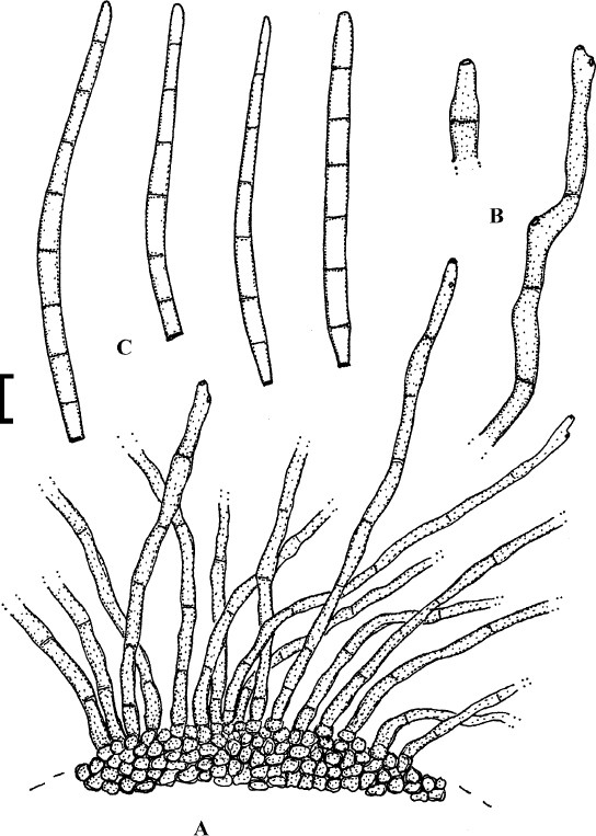 figure 54