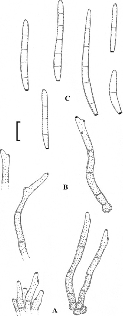 figure 20