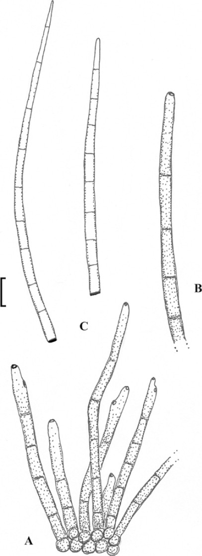 figure 28