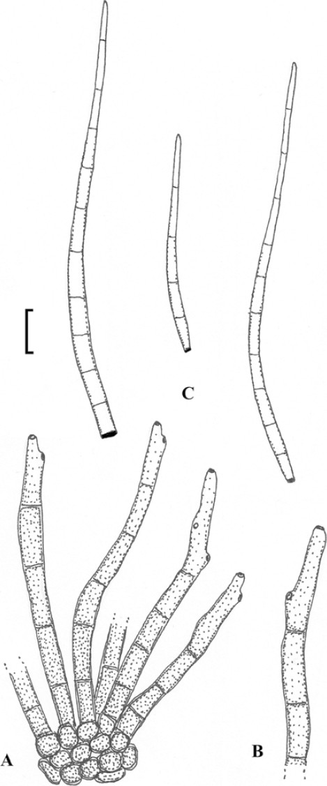 figure 31