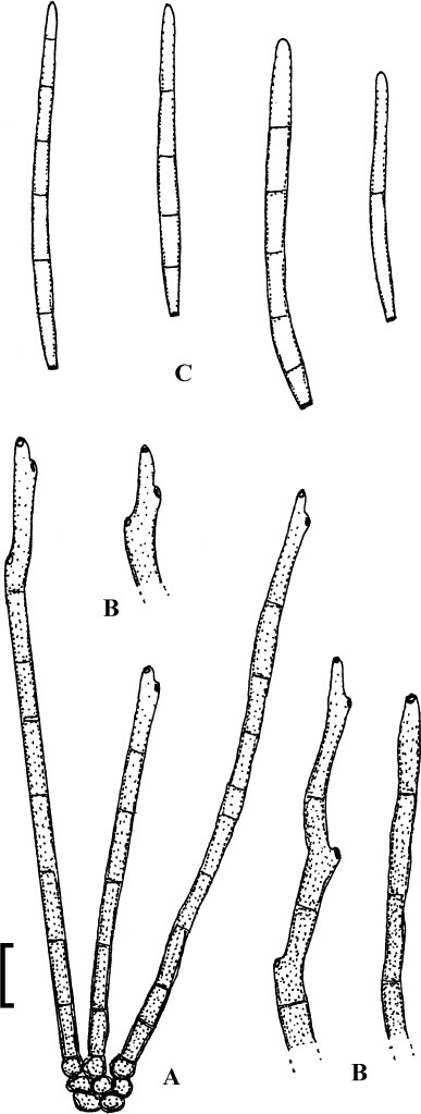 figure 36