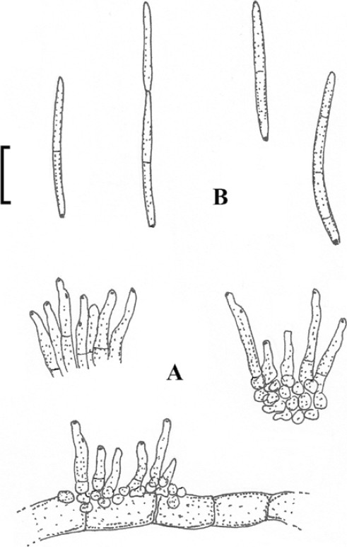 figure 39