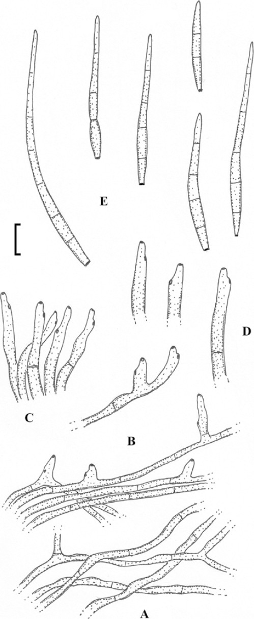 Helminthosporium sacchari Helminthosporium sacchari