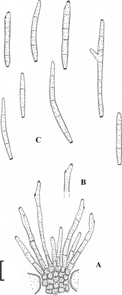 figure 45