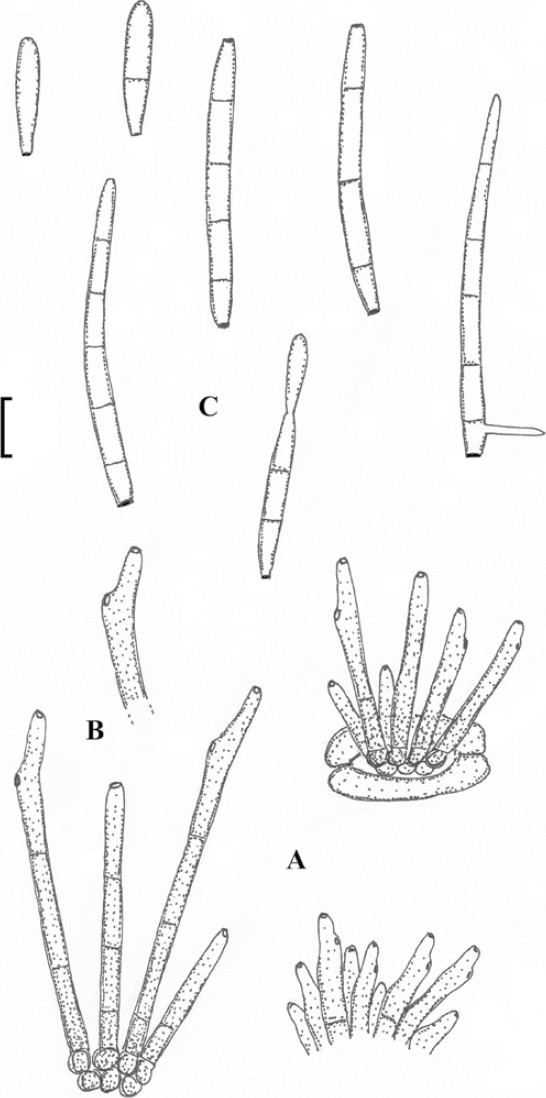 Helminthosporium sacchari, Helminthosporium sacchari