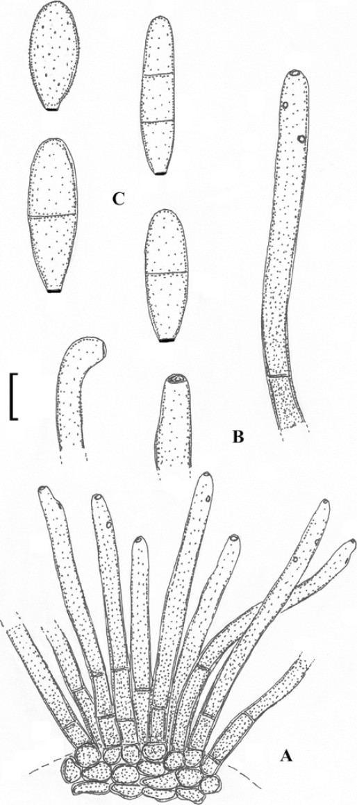 figure 52