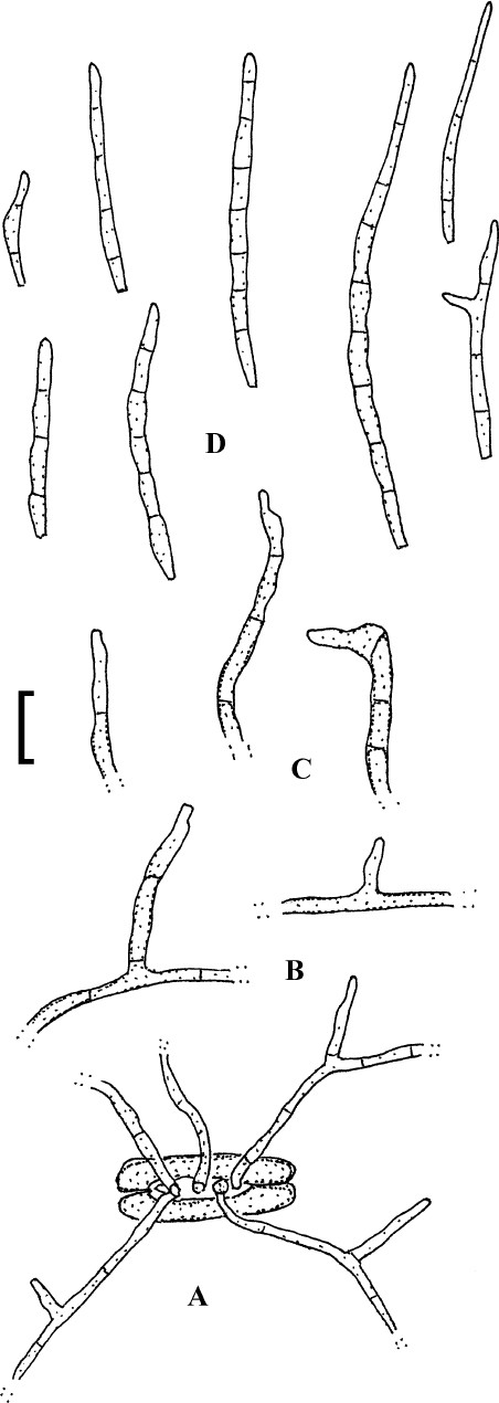 hongo helminthosporium sacchari