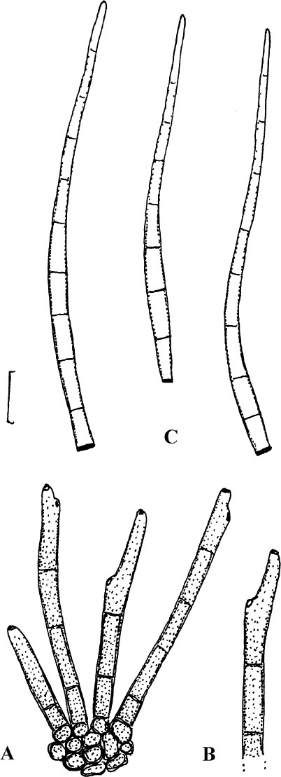 hongo helminthosporium sacchari)